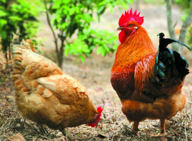 產(chǎn)品|磺胺類(lèi)快速檢測(cè)卡